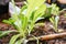 Lettuces growing in an urban vegetable garden