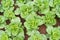 lettuces plants background