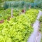 Lettuces in an vegetable garden.