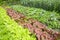 Lettuces in an vegetable garden.