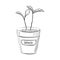 letucce microgreen pots sketch for decoration design. Summer background. Doodle vector fresh organic vegetable. Hand