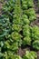 Letucce plants growing in the kitchen garden