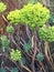 Leucadendron corynbosum, or the common Afrikaans name, Swartlands, 2.