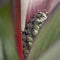 Leucadendron plant