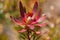 Leucadendron Safari Sage