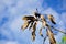 Leucaena glauca seeds in nature garden