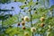 Leucaena glauca tree