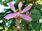 Leucaena leucocephala flower