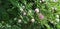 Leucaena leucocephala , Mimosa pudica Sunlight above the flower. And green leaf