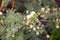 Leucaena leucocephala, White popinac, River tamarind