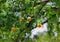 Leucaena retusa, Golden-Ball Lead Tree, yellow puff
