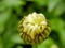 Leucanthemum Bud