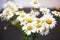 leucanthemum daisy flowers by helios in blur