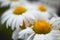 leucanthemum daisy flowers by helios in blur