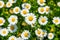 Leucanthemum paludosum