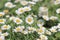 Leucanthemum paludosum