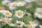 Leucanthemum paludosum