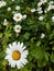 Leucanthemum superbum daisy closeup