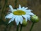 Leucanthemum x superbum, Shasta Daisies.  White spring, summer, autumn outdoor flower.