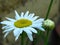 Leucanthemum x superbum, Shasta Daisies.  White spring, summer, autumn outdoor flower.