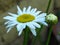 Leucanthemum x superbum, Shasta Daisies.  White spring, summer, autumn outdoor flower.