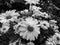 Leucanthemum vulgare, artistic look in black and white