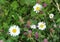 Leucanthemum vulgare, commonly known as the ox-eye daisy, oxeye daisy, dog daisy