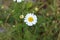 Leucanthemum vulgare, commonly known as the ox-eye daisy, oxeye daisy, dog daisy flower