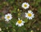 Leucanthemum vulgare, commonly known as the ox-eye daisy, oxeye daisy, dog daisy flower