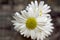 Leucanthemum vulgare meadows wild flower with white petals and yellow center in bloom