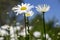 Leucanthemum vulgare meadows wild flower with white petals and yellow center in bloom