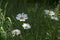 Leucanthemum vulgare meadows wild flower with white petals and yellow center in bloom