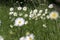 Leucanthemum vulgare meadows wild flower with white petals and yellow center in bloom