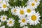 Leucanthemum vulgare meadows wild flowers with white petals and yellow center in bloom