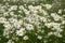 Leucanthemum vulgare meadows wild flowers with white petals and yellow center in bloom