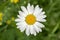 Leucanthemum vulgare meadows wild single flower with white petals and yellow center in bloom