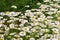 Leucanthemum vulgare, the ox-eye daisy