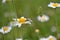 Leucanthemum vulgare, ox-eye daisy, oxeye daisy, dog daisy, marguerite