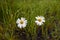 Leucanthemum vulgare; Oxeye daisy; common daisy