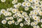 Leucanthemum vulgare oxeye daisy flowers in bloom, wild meadow marguerite flowering plants on green meadow