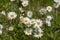 Leucanthemum vulgare oxeye daisy flowers in bloom, wild meadow marguerite flowering plants on green meadow