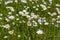 Leucanthemum vulgare oxeye daisy flowers in bloom, wild meadow marguerite flowering plants on green meadow