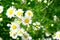  Leucanthemum vulgaris, or Popovnik - a species of perennial herbaceous plants