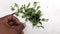 Leucas aspera-thumbai plant 100 seeds