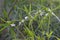 Leucas plants with flowers