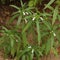Leucas zeylanica, commonly known as Ceylon slitwort