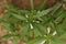 Leucas zeylanica, commonly known as Ceylon slitwort