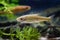 Leucaspius delineatus ornamental freshwater fish in biotope aquarium, nature shallow dof