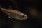 Leucaspius delineatus underwater, moderlieschen swimming underwater