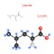 Leucine. Chemical structural formula and model of molecule